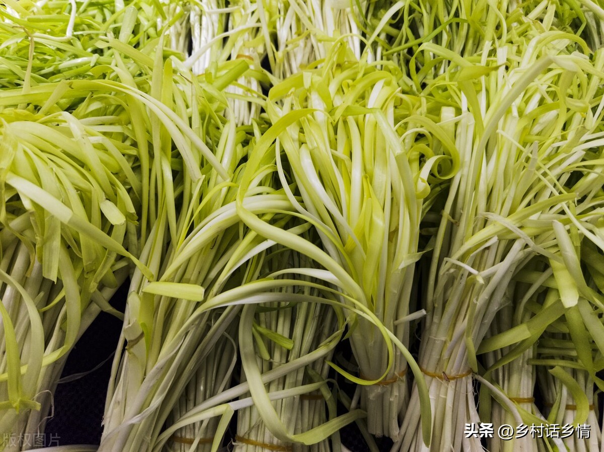 蒜黄和韭黄是怎么种出来的,韭黄与豆芽生长不需要阳光