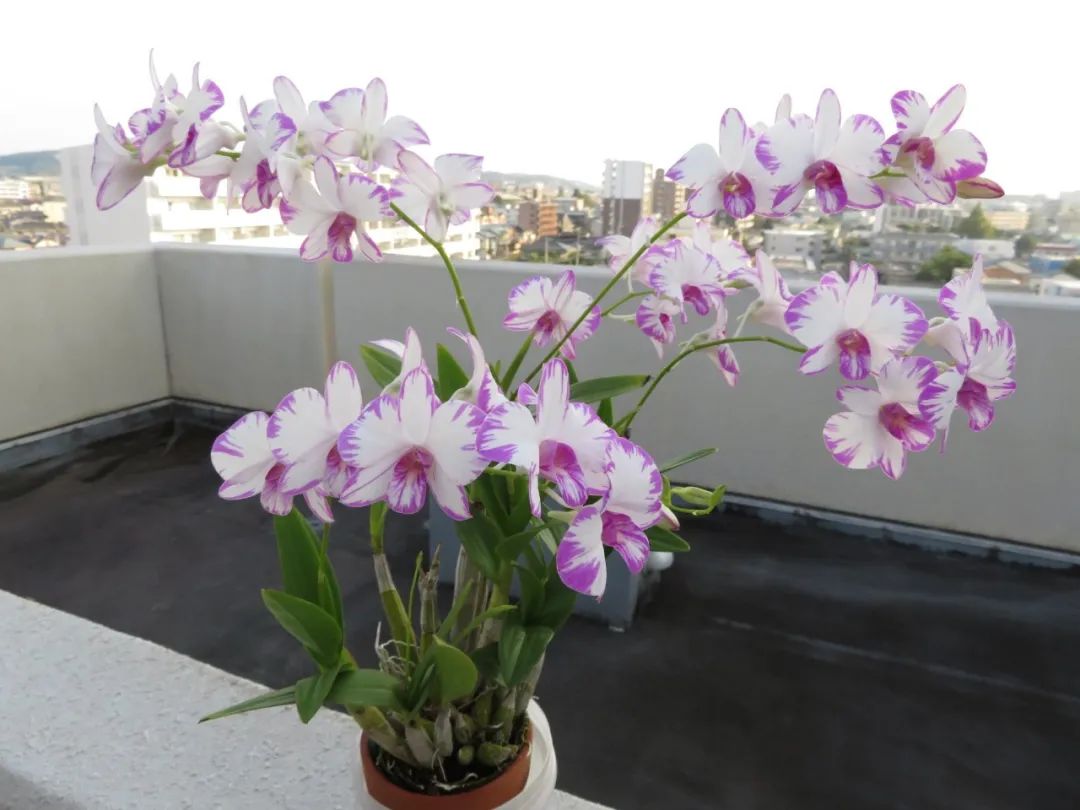 石斛兰花盛开香气四溢,石斛兰花怎么养才好看