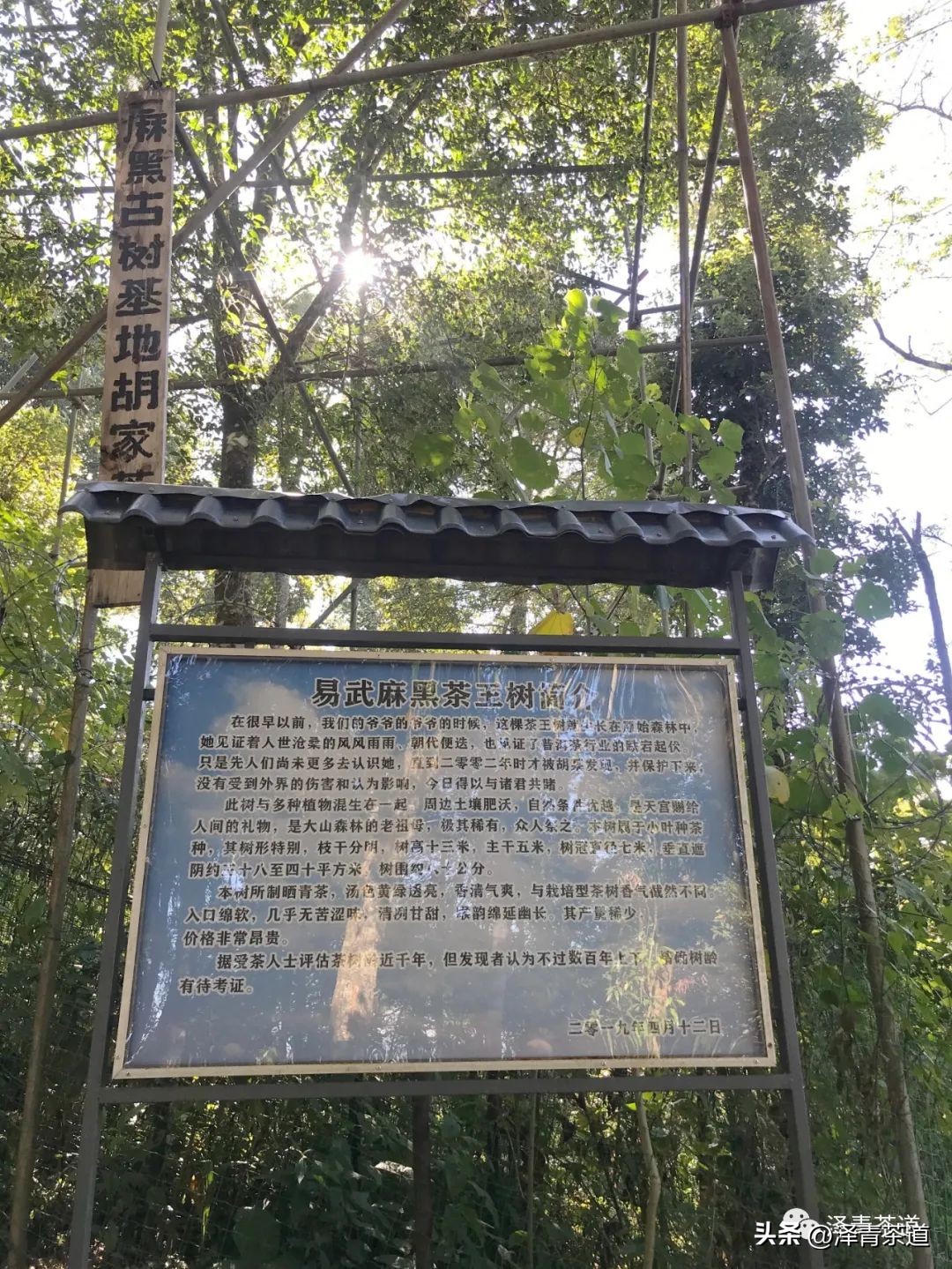 茶树为什么多生“南”而不生“北”？