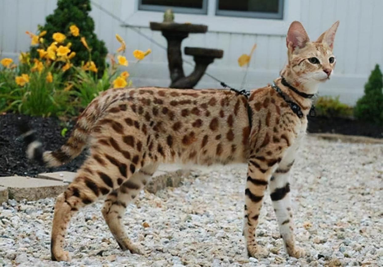 这几种猫真的不值得买越养越心累,千万别养的三种猫