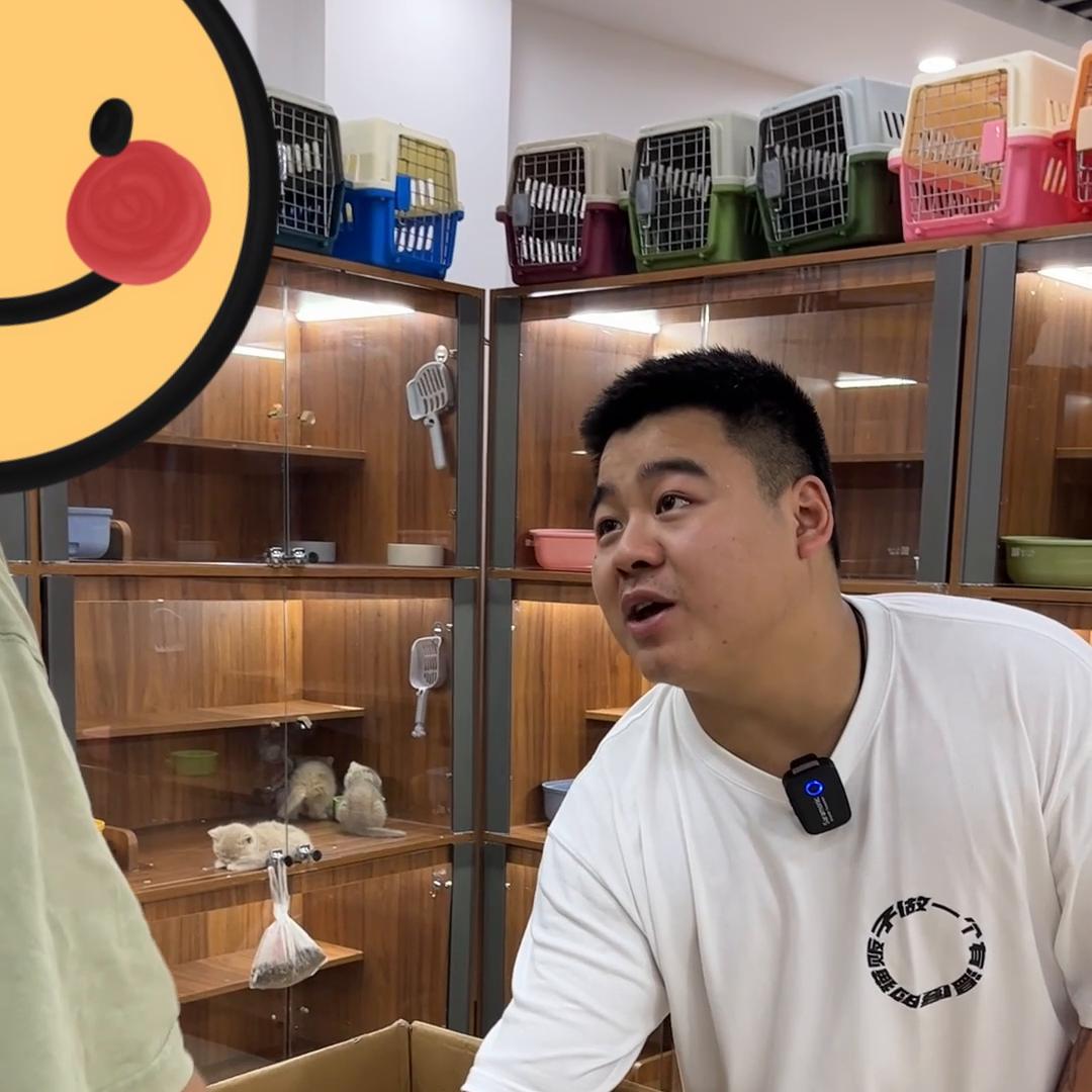 金渐层猫为什么不建议养 (如何把金渐层猫咪养得又肥又胖)