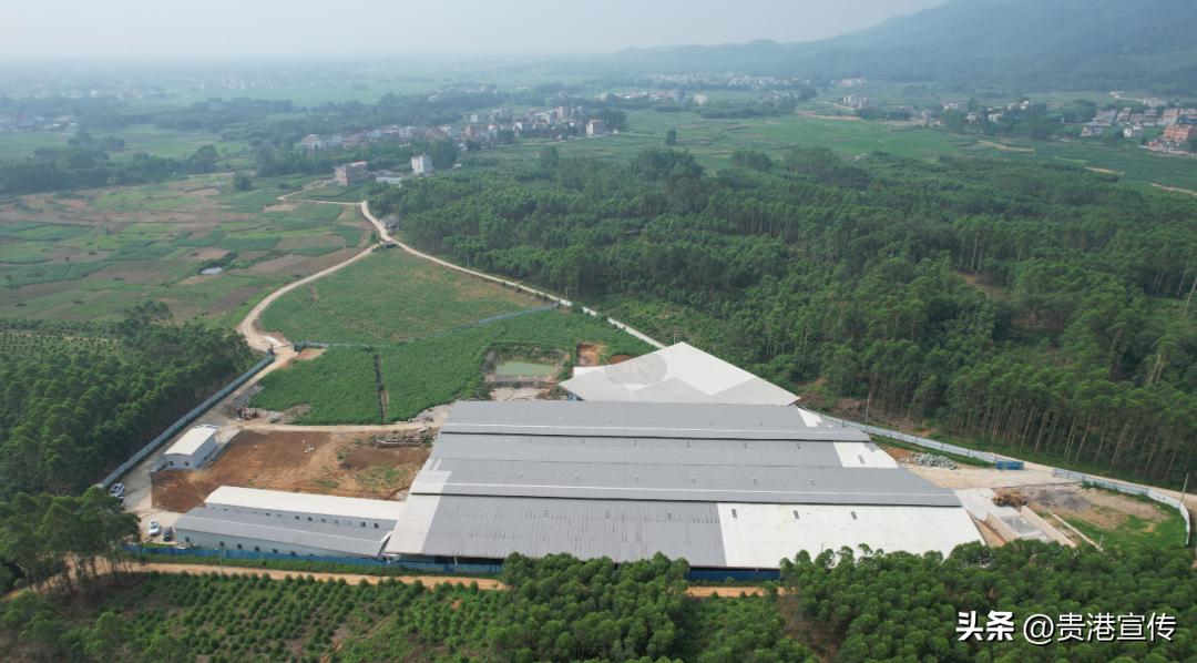 你平时喝的是公牛奶还是母牛奶,你平常喝的牛奶是真的牛奶吗