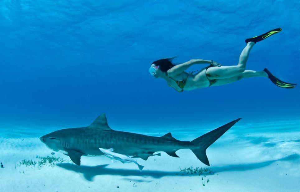 澳大利亚海里面的虎鲨有多恐怖,虎鲨有多可怕