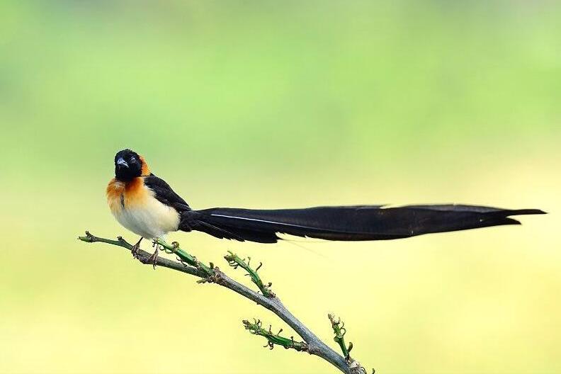 所有鸟图片大全大图,50张最佳鸟类摄影作品