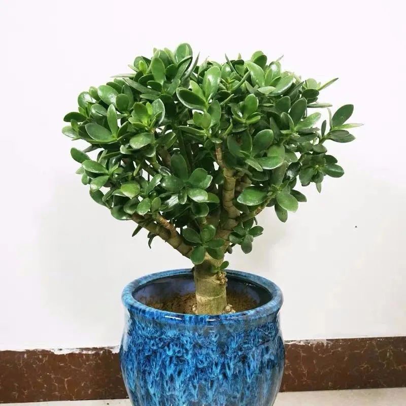 家里养什么旺财树最好,四种守家树越养越吉祥