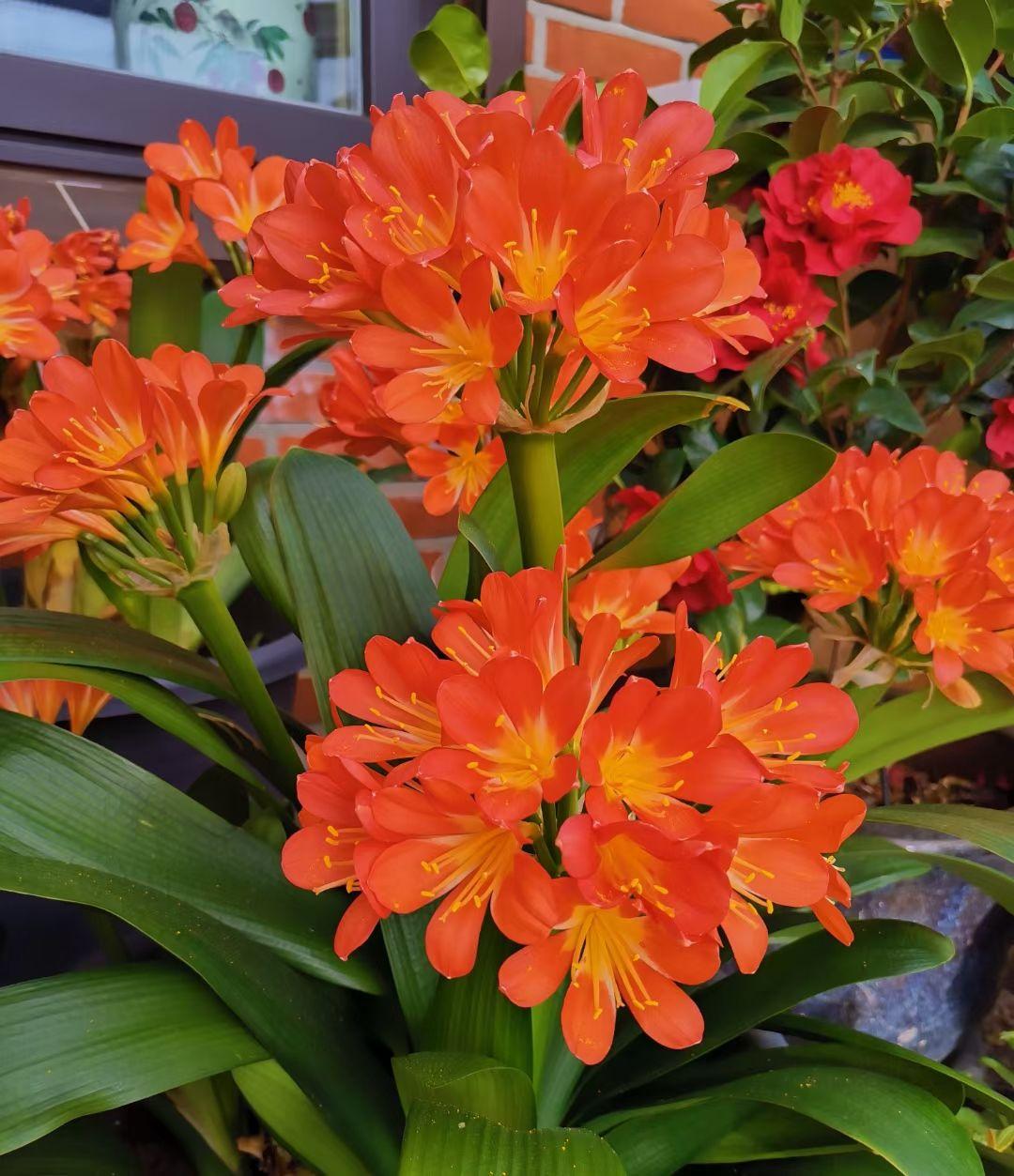 君子兰怎么摆放叶子不会长歪视频,君子兰在东阳台和南阳台正确摆放