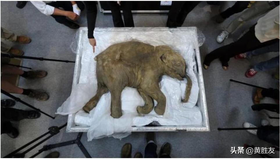 猛犸象制成肉丸,已灭绝猛犸象dna被培育制成肉丸