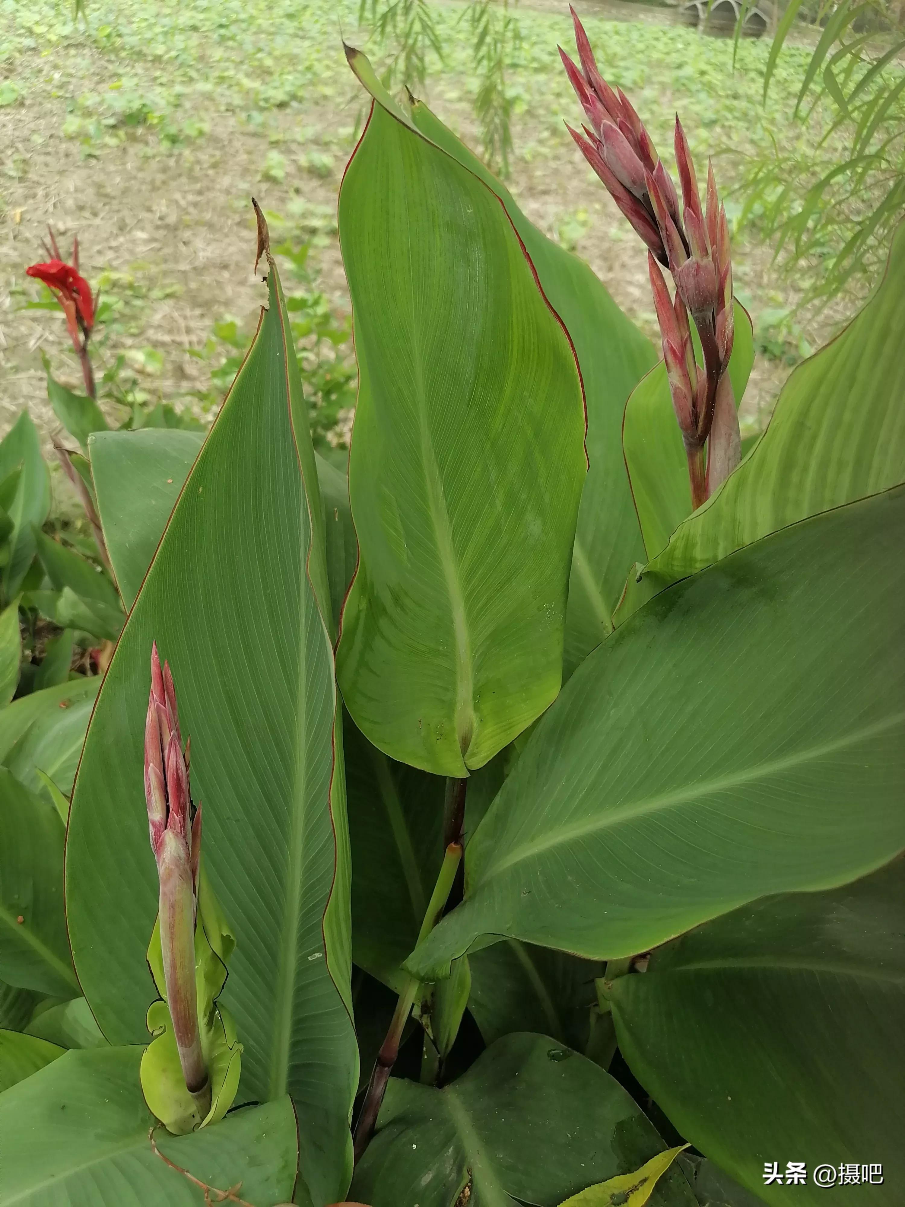 特大新鲜粽叶,大粽叶长在什么地方