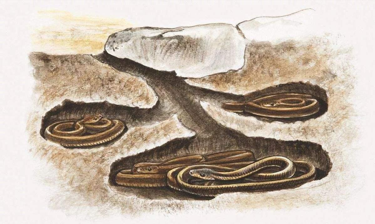 猪为什么也是毒蛇克星,再毒的毒蛇也毒不死一头猪