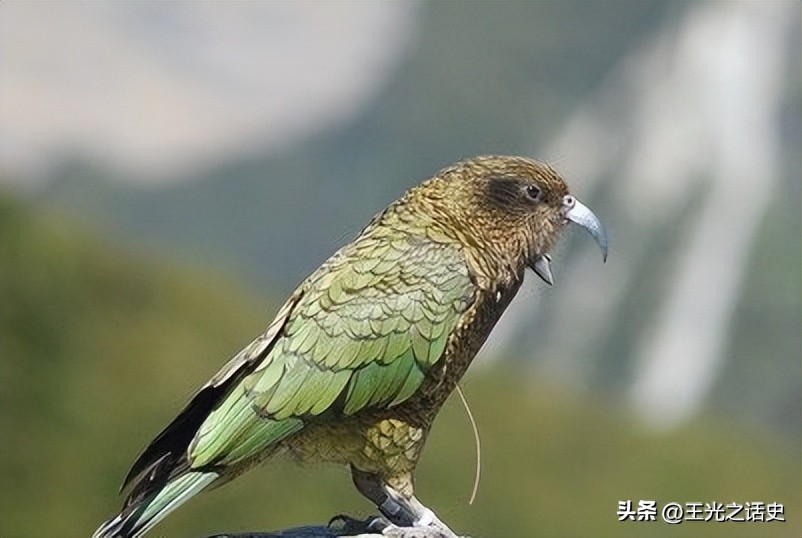 孤悬海外的新西兰，闷声发大财的最好代表