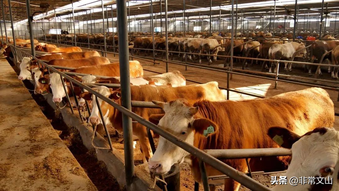 快点，文山一批“宝藏”项目等你加入！