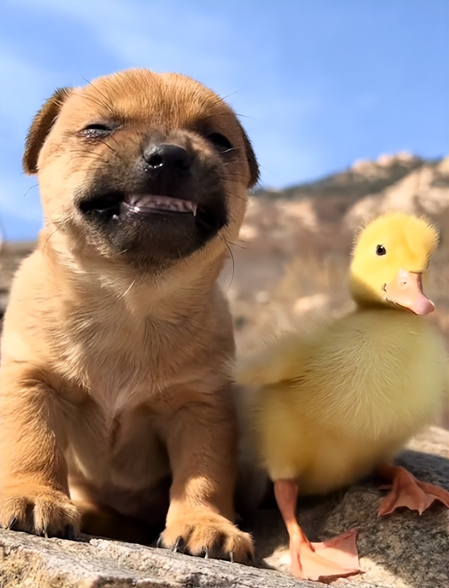 “狗界巅峰”：“把鸭当妈”骑鸭背上，全网最萌小狗吸粉550万
