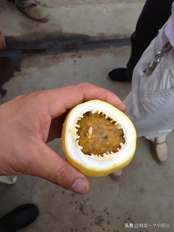 黑人女人在我们公司门口卖百香果（我在非洲安哥拉的日子302）