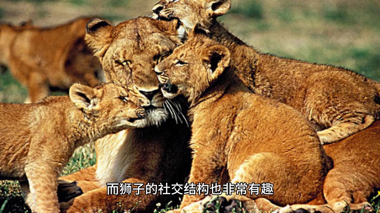 怎么跟狮子搏斗,狮子怎么对战