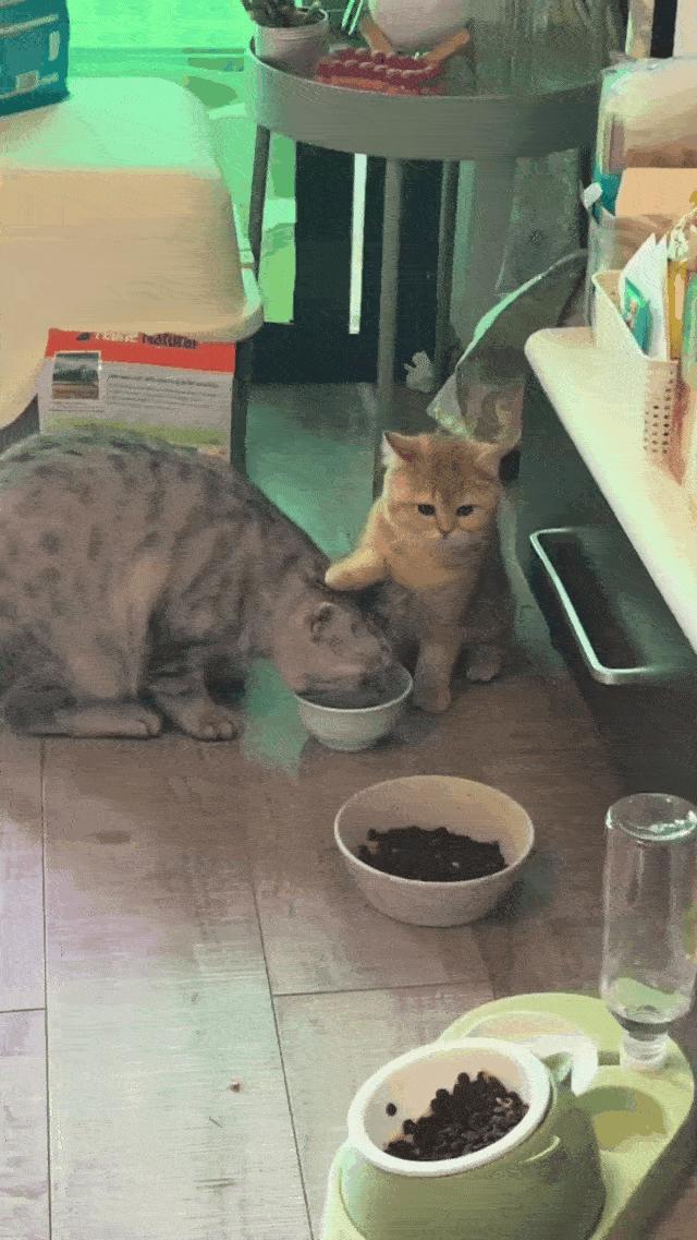 两个猫掐架怎么办,和铲屎官打架的猫咪