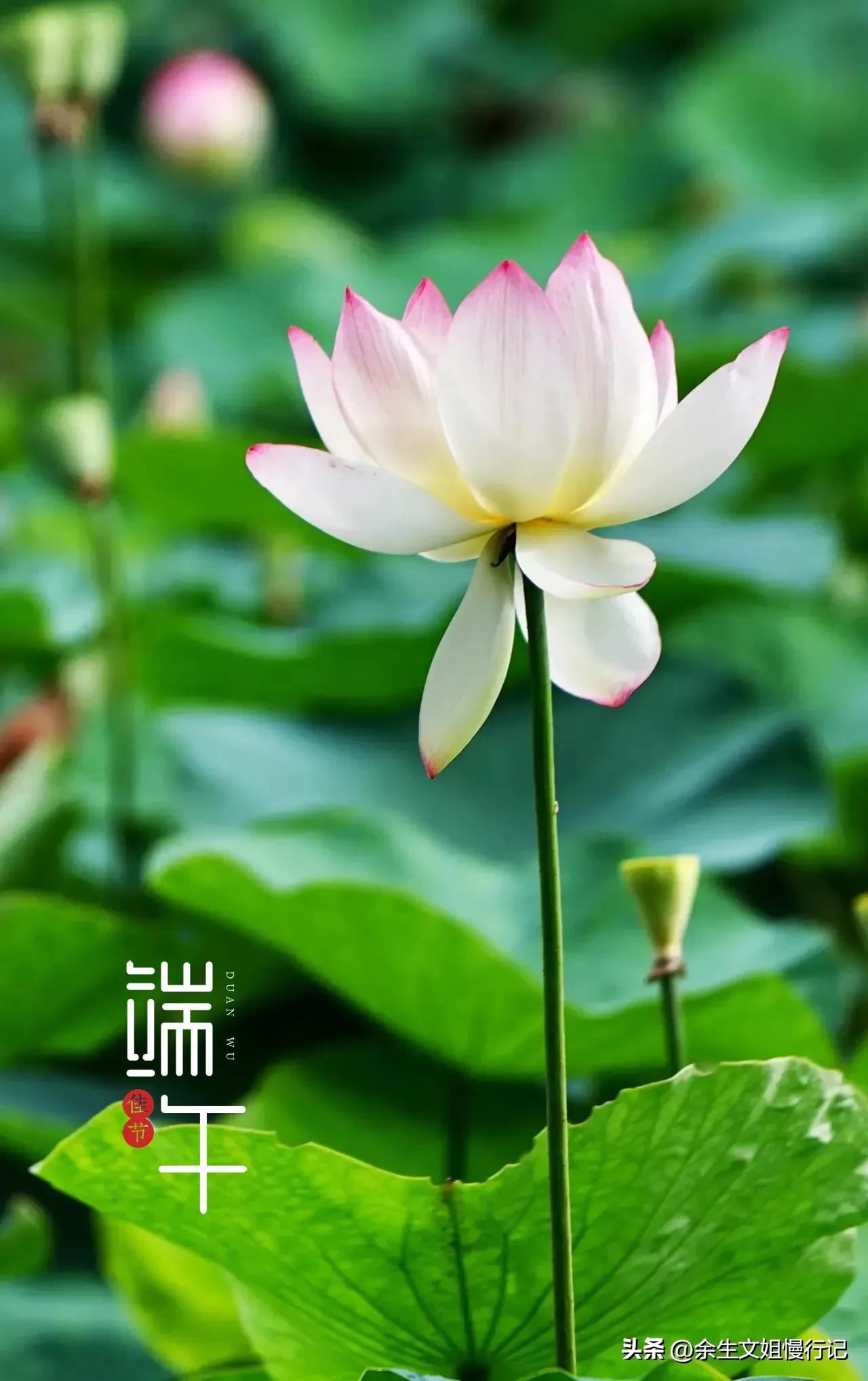 端午节的起源和演变手抄报,端午节的起源和哪个人物无关