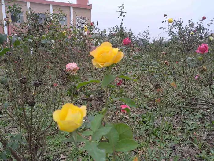 画与景,幼儿长卷画景