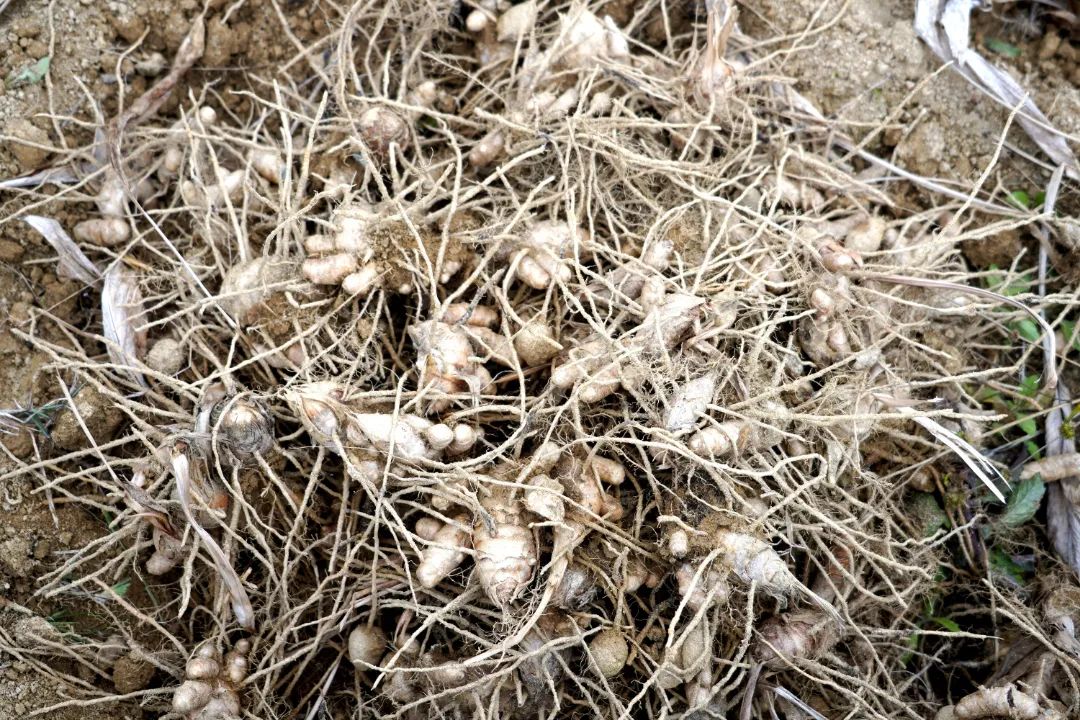 莪术种植一亩利润及生长周期,莪术种植基地