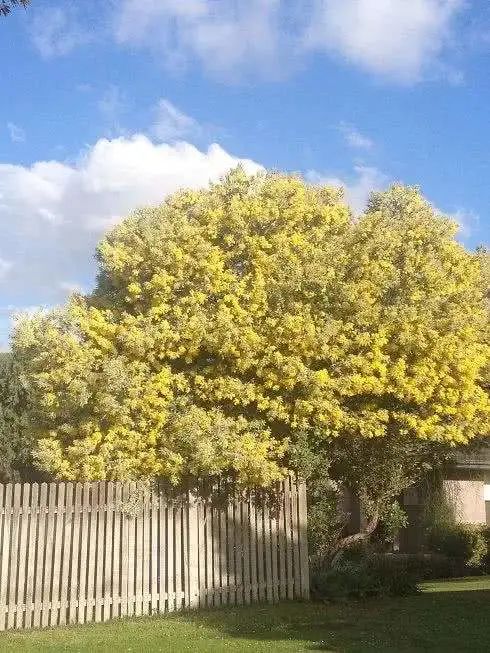 三月花事Vol.2|那些属于女神们的花