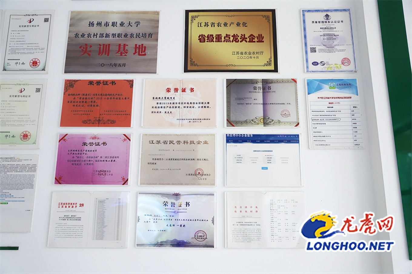 小鸽子创业,小鸽子大产业