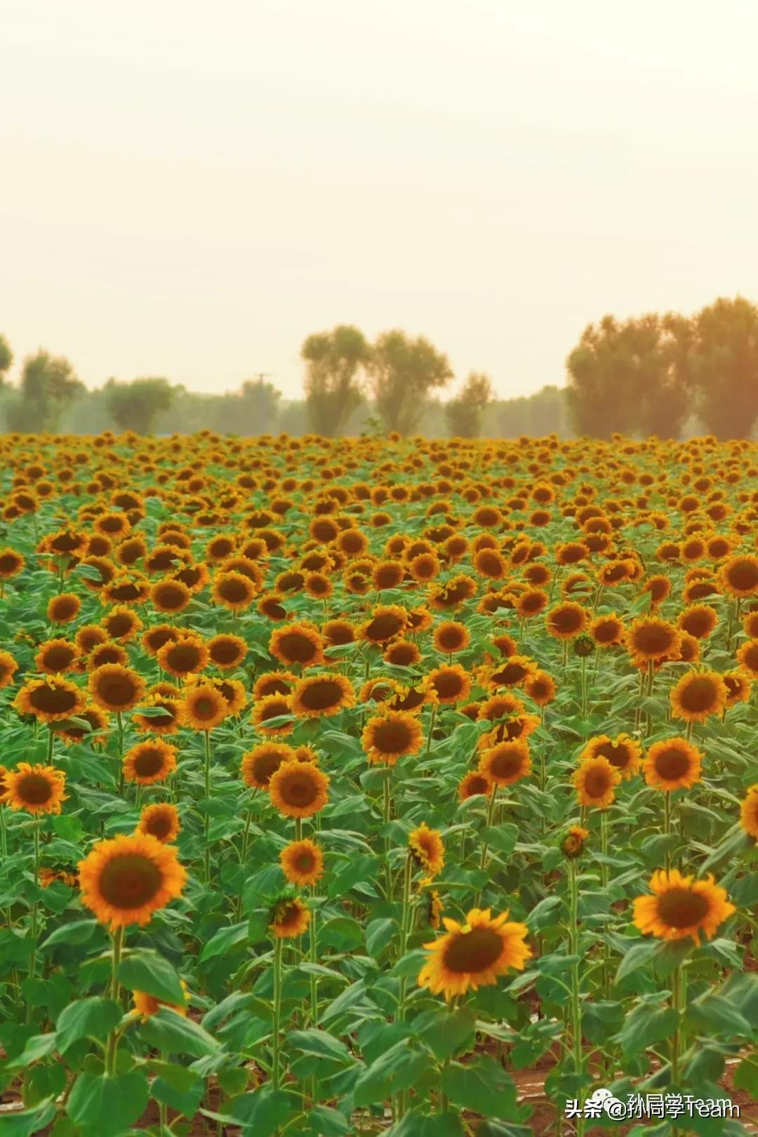 宝藏小众城市榆林,边陲古城榆林