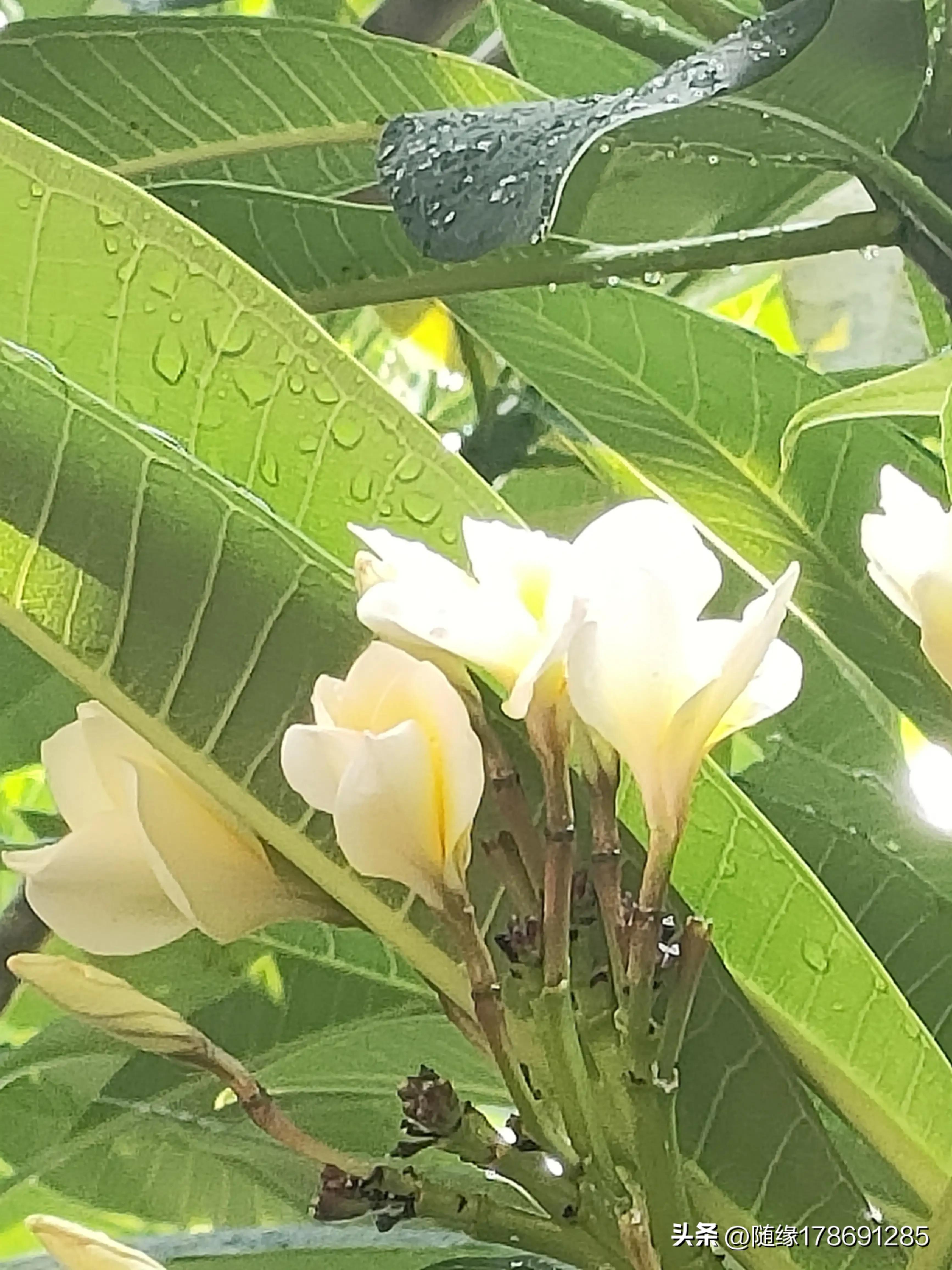 鸡蛋花开,又到了鸡蛋花开的季节