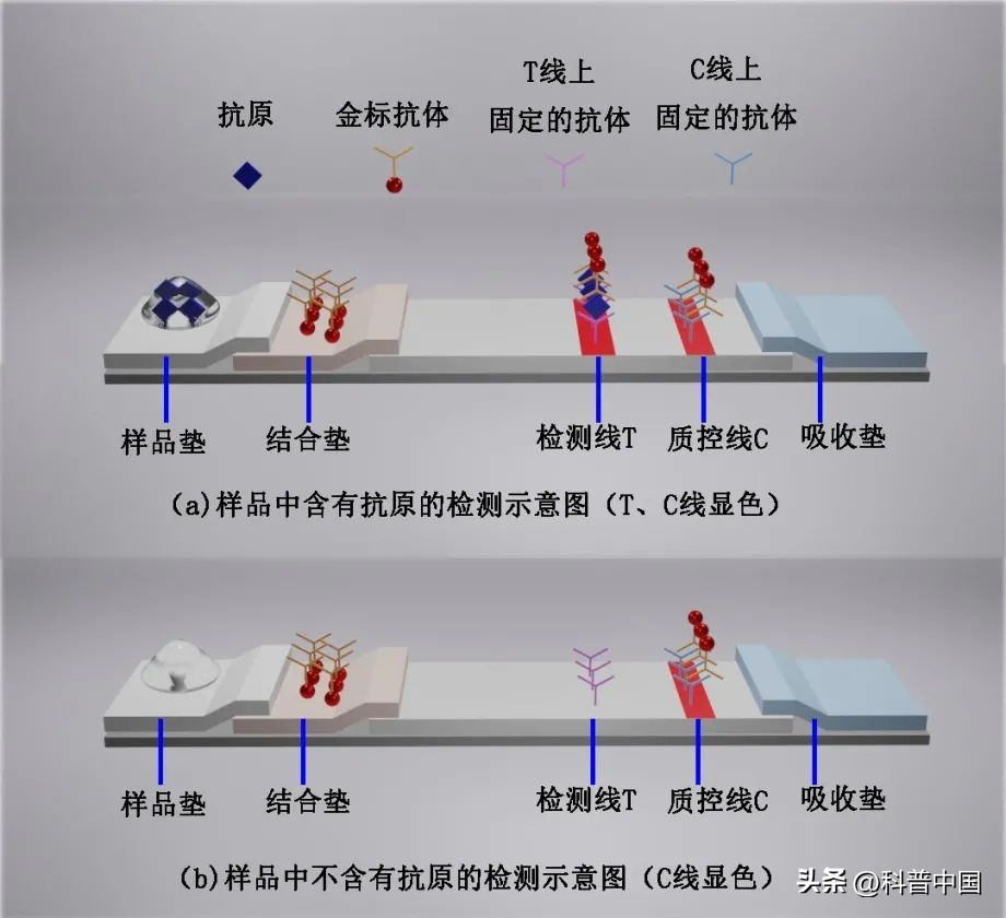 检测试纸上的金含量,胶体金检测区白色印是怎么回事