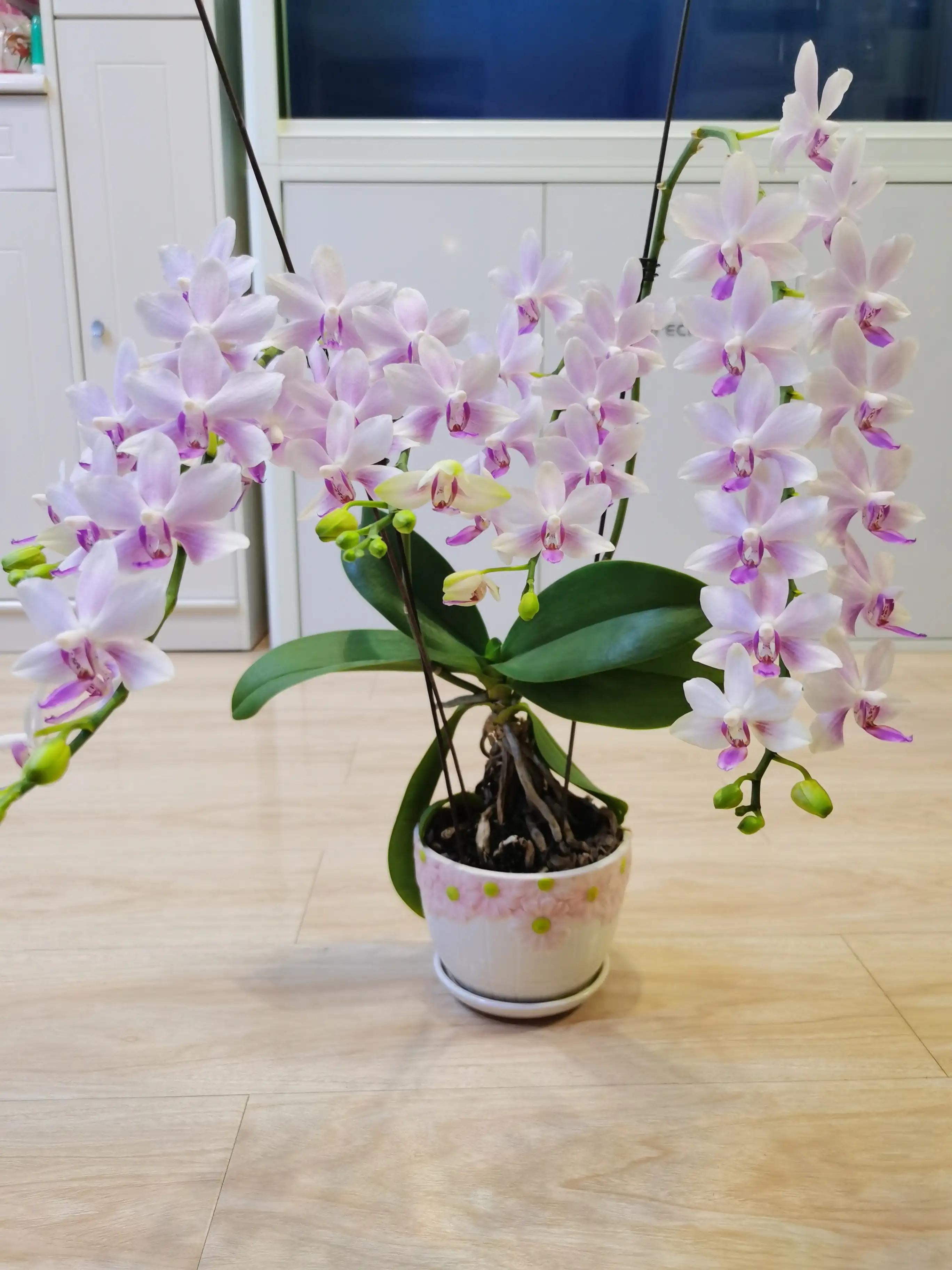 粉黛佳人水仙,紫水仙图片大全