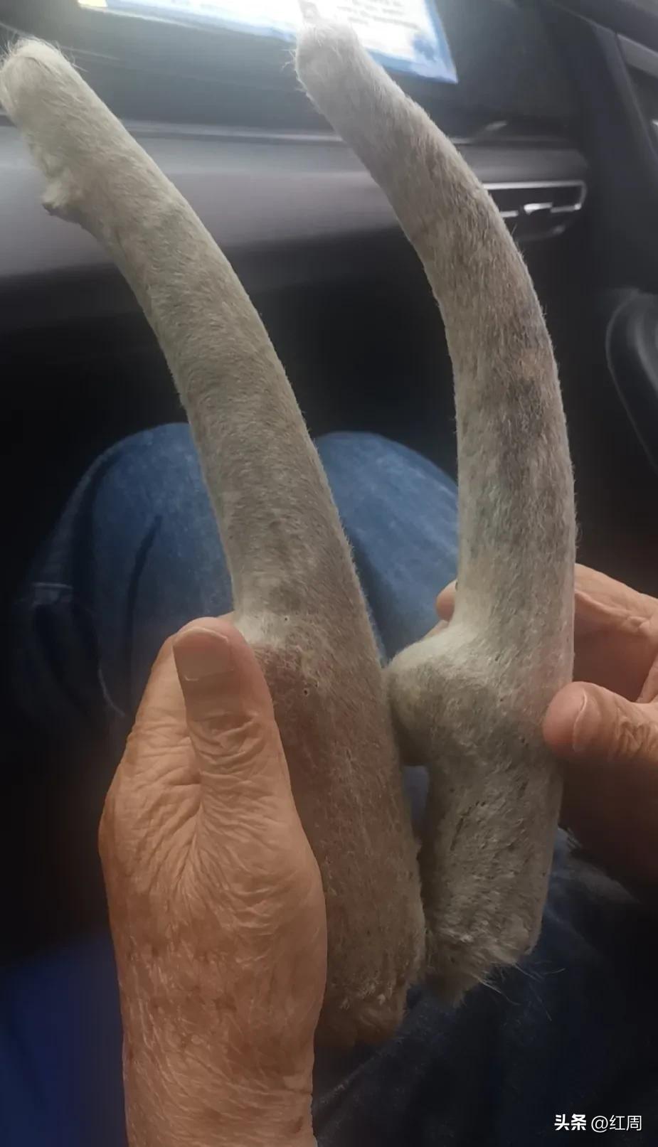 鹿茸菇价格多少一斤,鹿茸的功效和作用