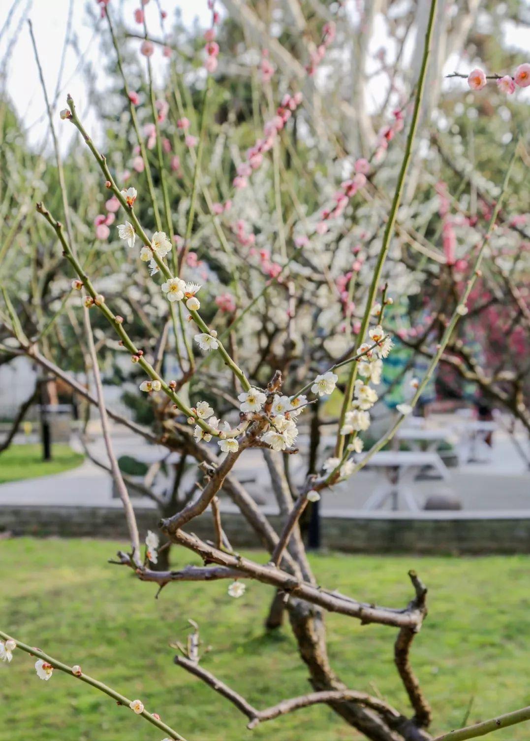 藏不住了！苏州四大宝藏公园，好拍又好玩