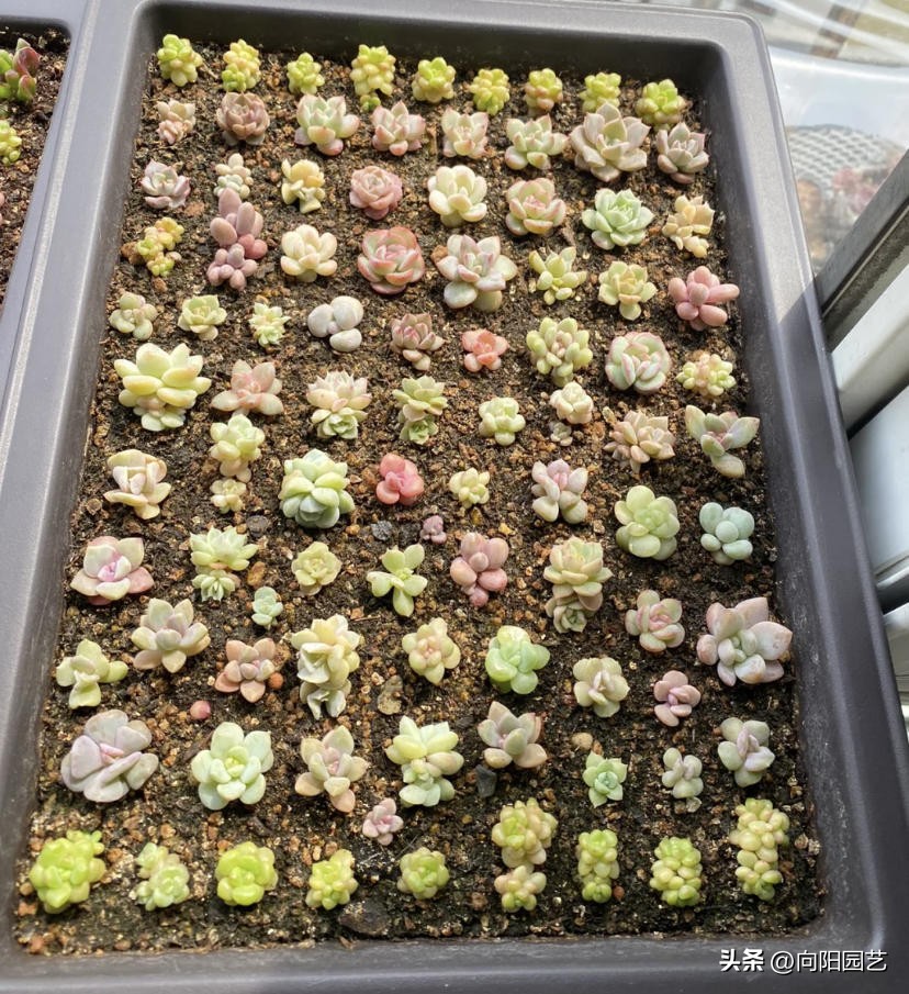 多肉这样叶插更简单成活率更高,劳尔多肉叶插晾晒几天