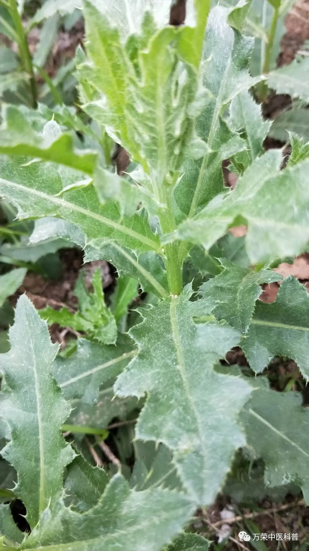 植物幼苗的发展过程详细,植物的幼苗在生长过程中