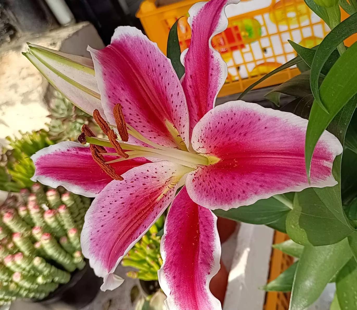 认识各种花的寓意,认识各种花的名称