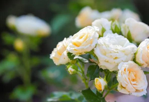 黄玫瑰代表什么含义,黄玫瑰歌曲