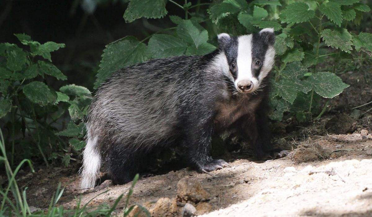 吉林延边出现传闻中的“猹”，下山觅食被困在垃圾池里，还挺凶猛