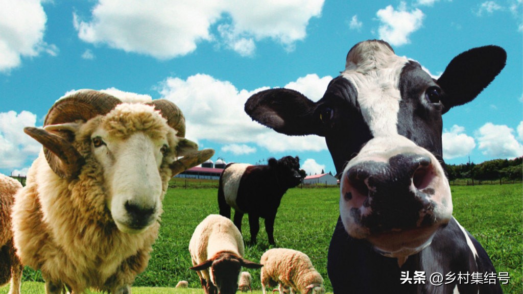 日本亲子农场主题乐园,日本妈妈牧场成功的原因