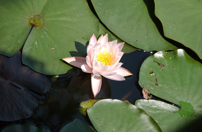 炎炎夏日六七月,炎炎夏日六月天诗句