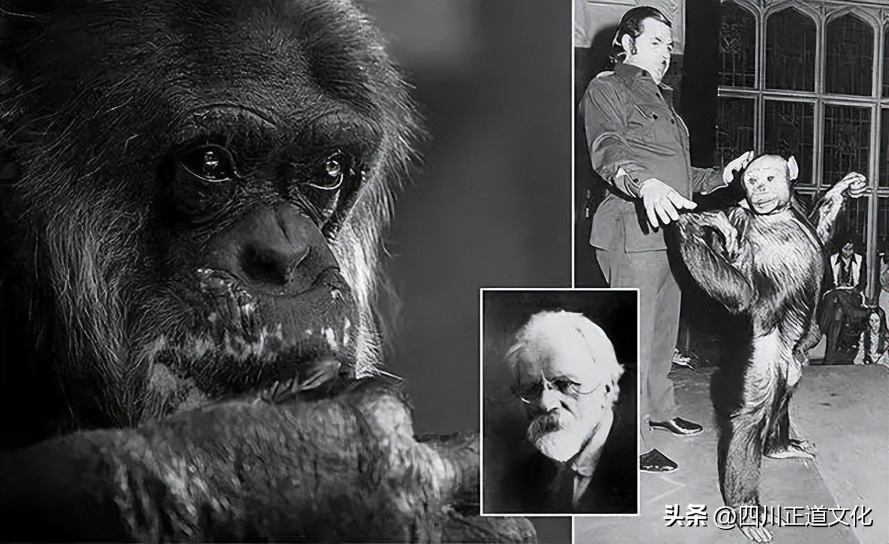 苏联人猿实验出来的毛孩,苏联人猿实验最后的女性都怎么了