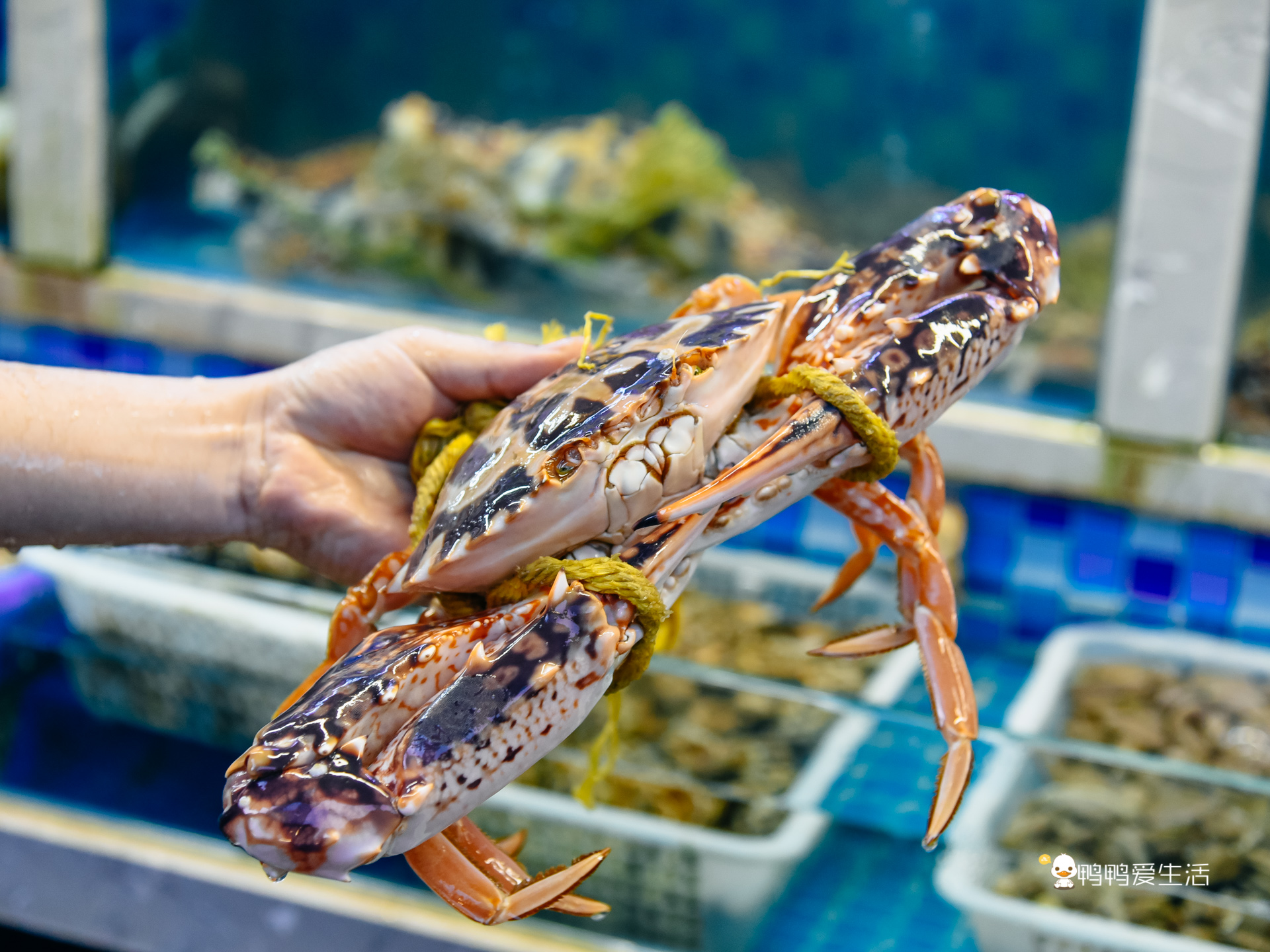 老厦门人都知道的四里建兴，开业近40年，红花蟹还能一蟹六吃