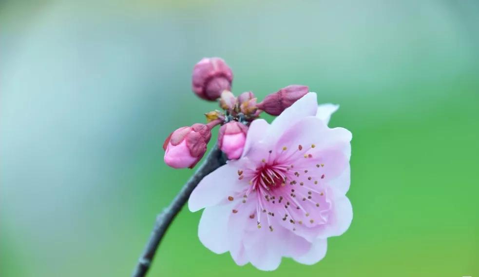 关于桃花的七言绝句古诗,5首久不见经传的桃花诗值得一读