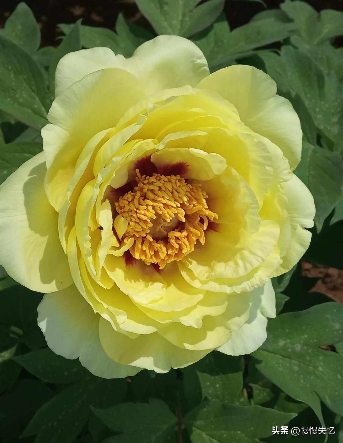 历代咏牡丹花诗词大全,关于牡丹花的古诗刘禹锡