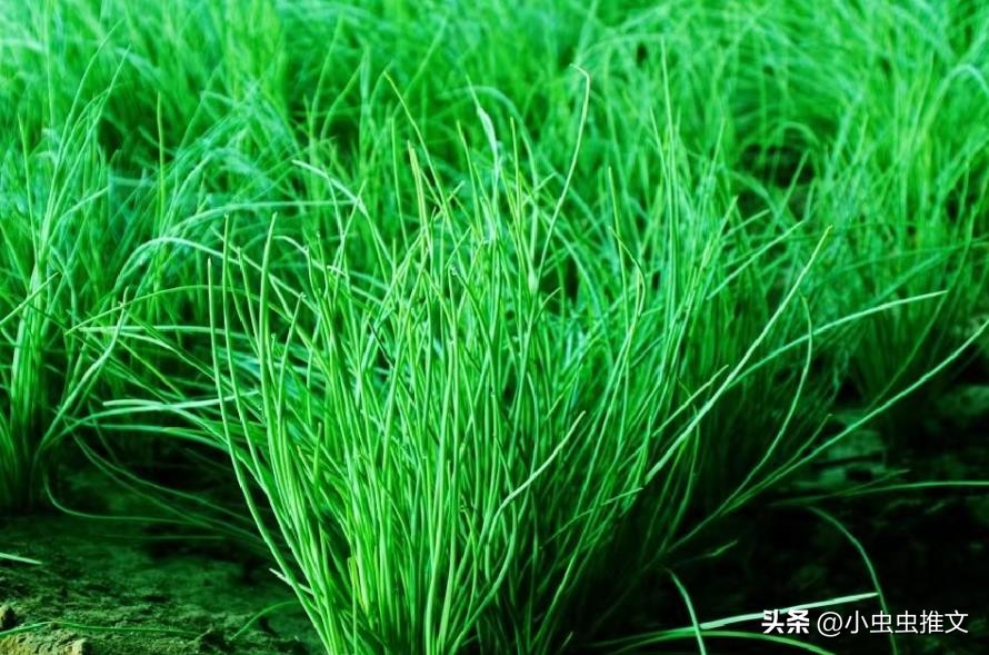 灵芝成交最高价格,灵芝350元一斤贵吗