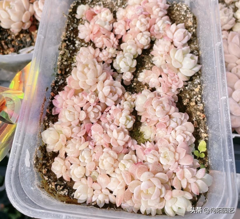 买多肉叶片划算吗,买多肉裸根好还是带土球好