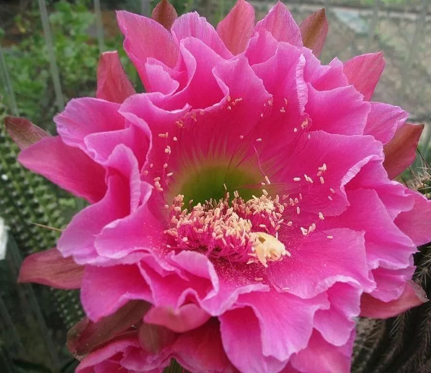 200种·仙人球开花图鉴，大开眼界，美到爆