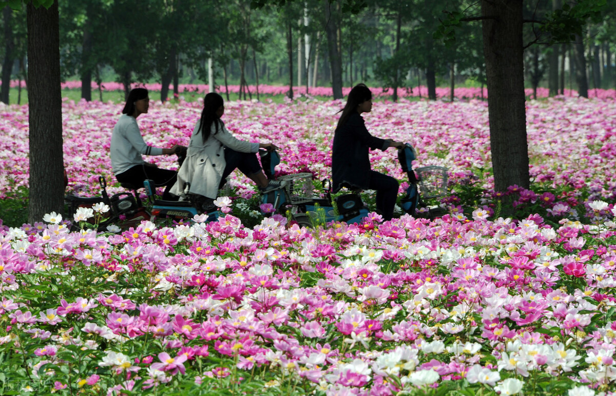 错把芍药当牡丹，亦有诗情美翻天