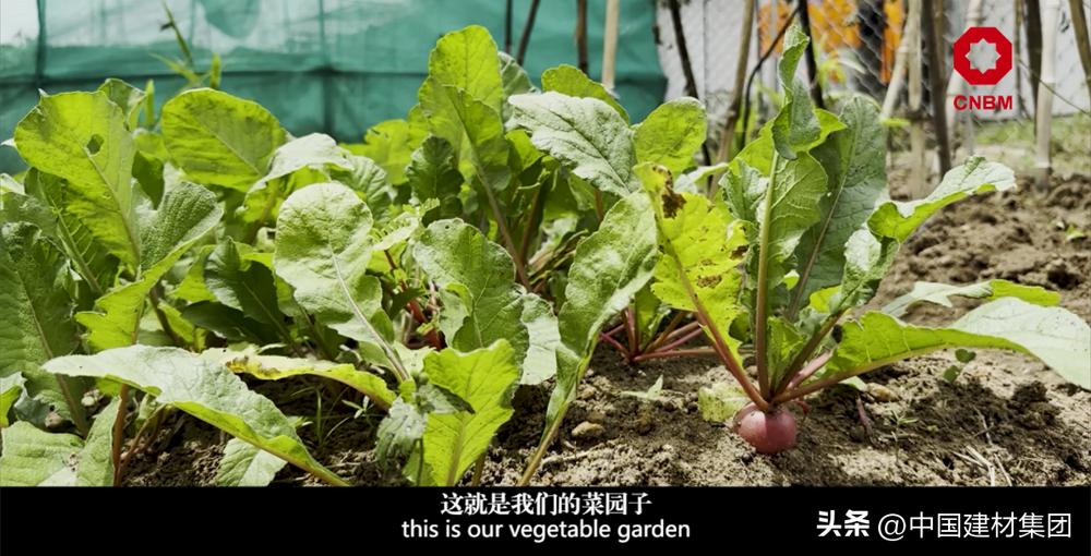 中材国际几内亚项目,中材国际巴拿马项目