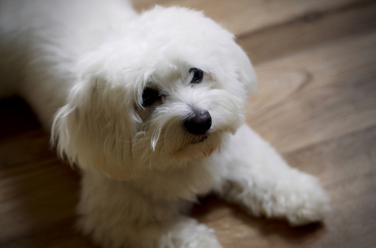 比熊犬意外怀孕，要几个月才能生呢？饲主应该做什么准备？