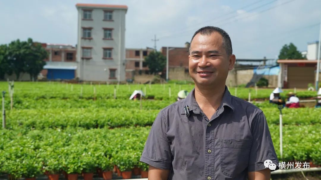 横州市:茉莉花盆栽热销全国香飘万里