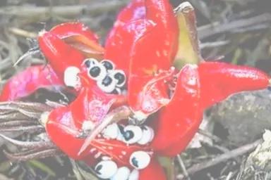 长得比较奇葩的植物,植物界奇葩的几种植物