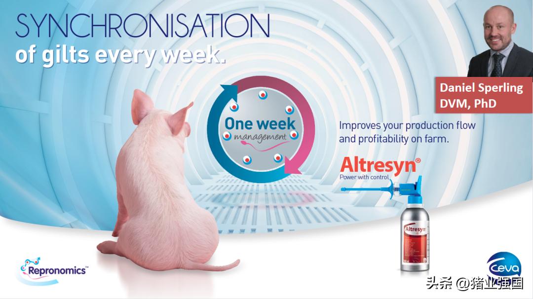 养猪技术及策略,猪场如何应对行情低迷